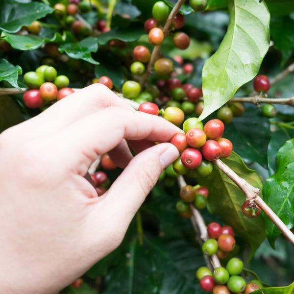Ten Awesome Benefits Of Coffee Bean Extract For Your Skin